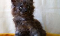 Потомок Чеширского кота: как выглядит котенок, которого продают за 103 тыс грн в Днепре
