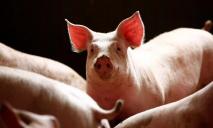 В Кировоградской области вспышка африканской чумы свиней