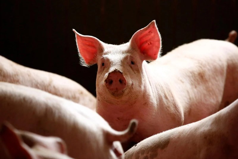 Новости Днепра про В Кировоградской области вспышка африканской чумы свиней