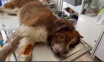 Военный спустя 2 месяца забрал пса, которого раненым эвакуировал в Днепр из Краматорска