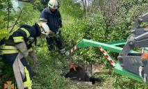 Упала в метровую яму: на Днепропетровщине сотрудники ГСЧС спасли корову