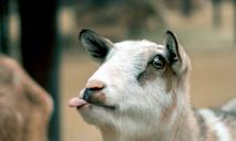 Новый вид биологического оружия: коза-«партизан» ранила оккупантов