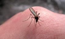 Нашествие насекомых: в Днепре горожане заметили рои ос и комаров