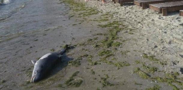 Из-за оккупантов в Черном море массово гибнут дельфины