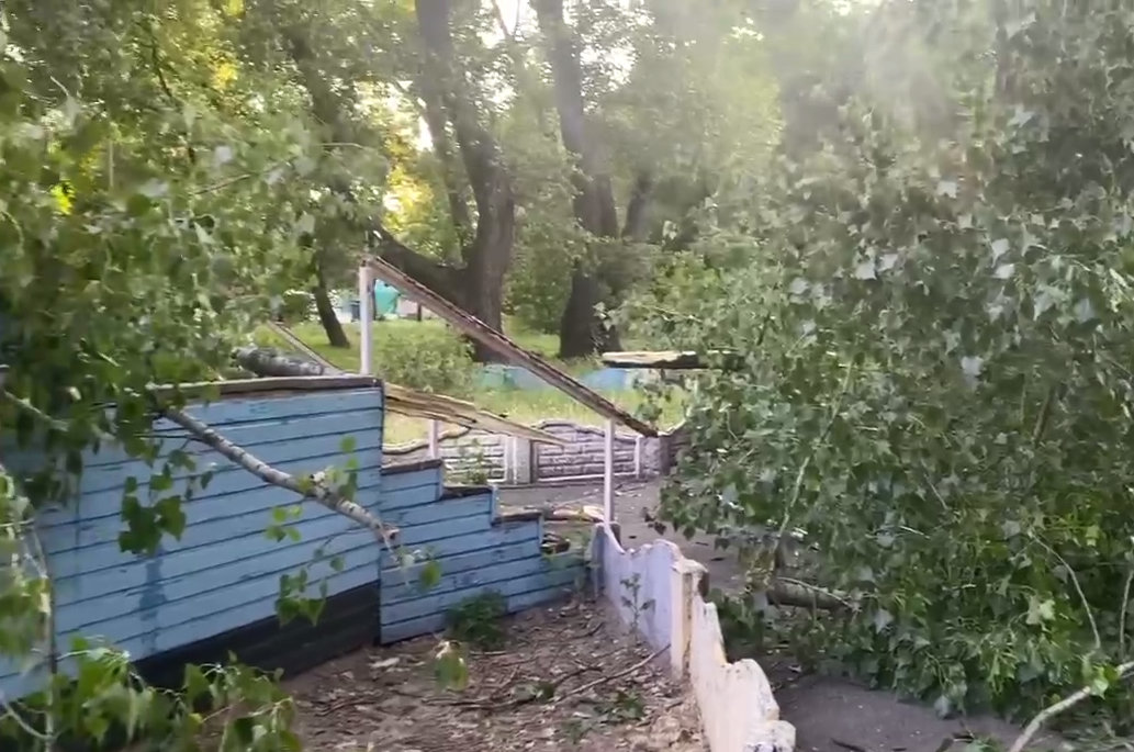 Новости Днепра про В Днепре в парке Глобы упало дерево возле отдыхающих (ВИДЕО МОМЕНТА)