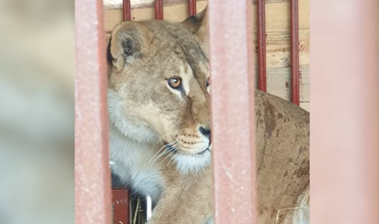 Новости Днепра про Волонтеры UAnimals вывезли из зоопарка на Донетчине 6 львов