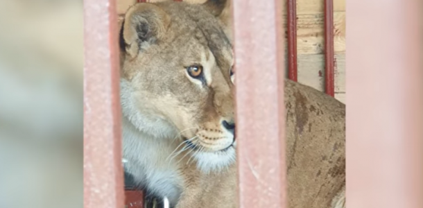 Волонтеры UAnimals вывезли из зоопарка на Донетчине 6 львов