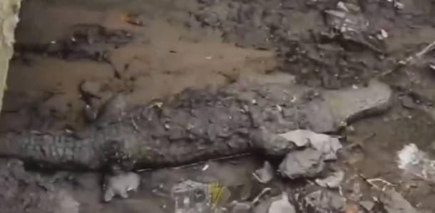 В днепровском водостоке обнаружили мертвого крокодила