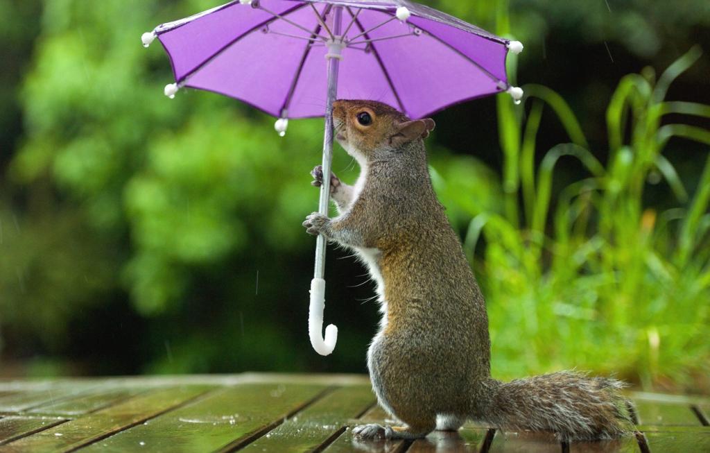 Новости Днепра про Погода на 25 июня: в Днепре ожидается дождь