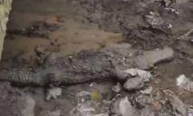Ложная тревога: крокодил в днепровском водостоке оказался игрушкой