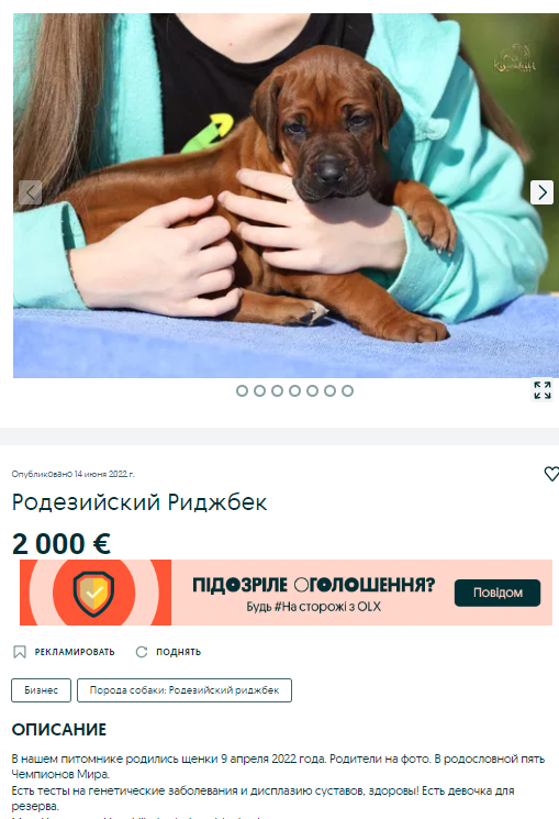 Новости Днепра про «Только для успешных дам» и с ДНК-профилем: как выглядит собака за 117 тыс грн на продажу в Днепре (ФОТО)