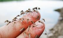 Самое большое за 10 лет нашествие мошек и комаров в Днепре: причины
