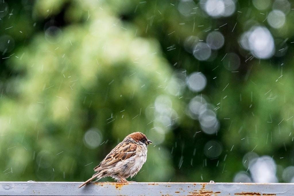 Новости Днепра про Погода в Днепре в понедельник, 11 июля: ожидается сильный дождь