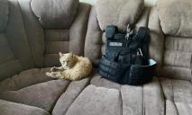 Рыжий талисман: в Каменском отделении полиции поселился кот