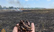 Загорелись 4,8 га пшеницы: враг днем обстрелял Криворожский район