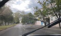 В Днепре на Поля дерево упало на троллейбусные провода