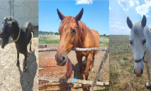 Коні, вівці, кози, собаки та коти: UAnimals допомагає покинутим тваринам на Дніпропетровщині