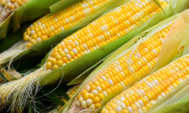 «Браковані» качани: скільки коштує кукурудза на ринках та у магазинах Дніпра