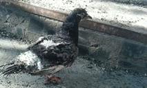 Без хвоста і крил: у Дніпрі показали голуба, який вижив після ракетного удару (ФОТО)