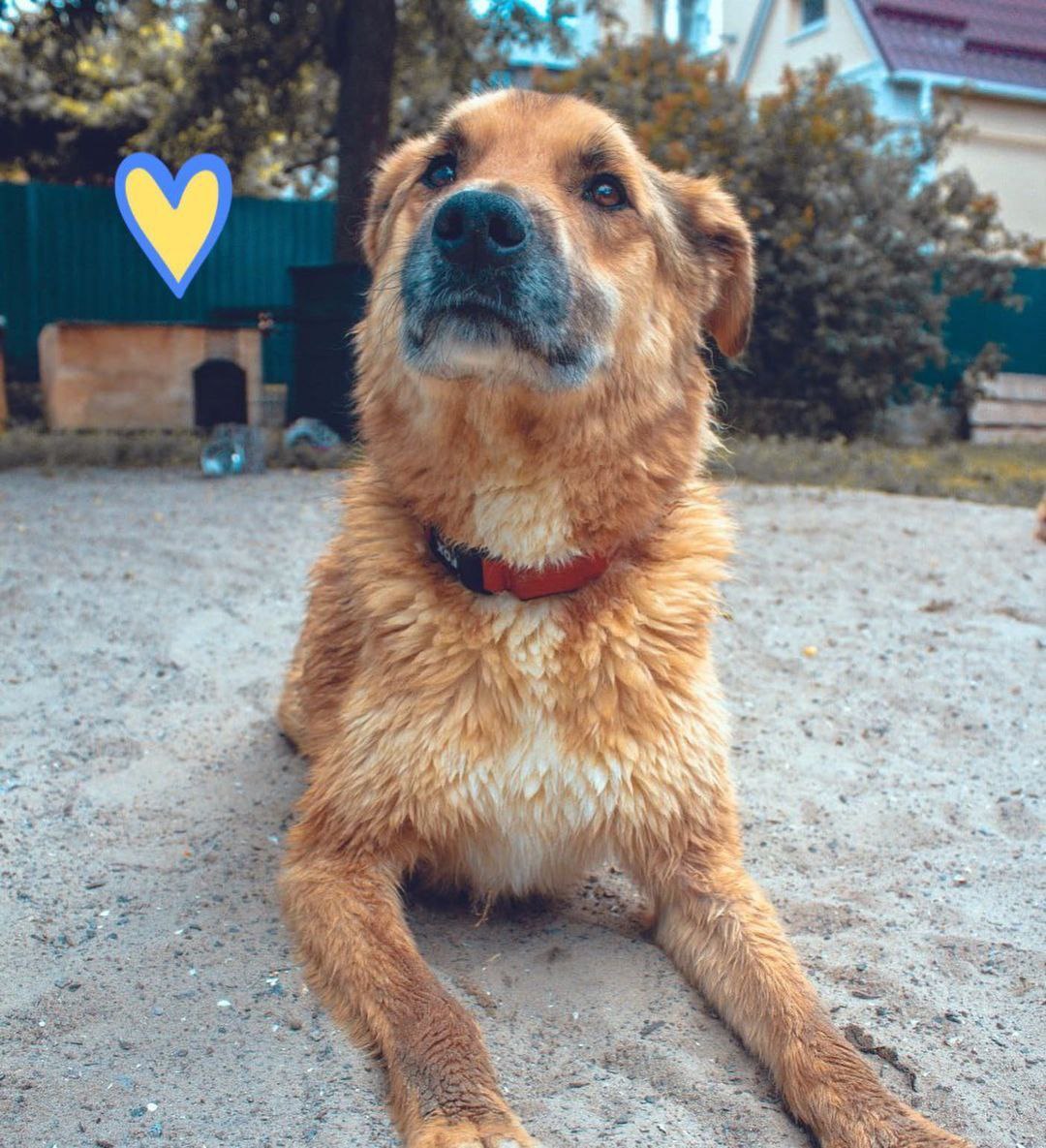 Новости Днепра про Чудом выжил: под Макаровом на Киевщине нашли избитую и заминированную собаку