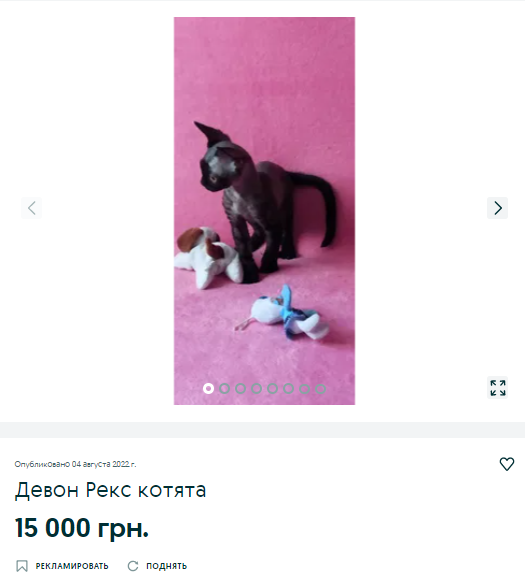 Новости Днепра про «Магічний» талісман на вдачу: як виглядає чорний кіт за 30 тис грн на продаж у Дніпрі (ФОТО)