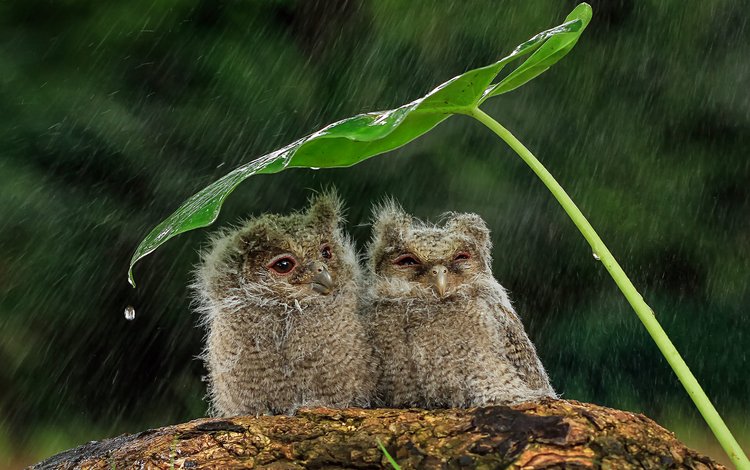 Новости Днепра про Погода в Дніпрі у п'ятницю, 12 серпня: очікується дощ із грозою