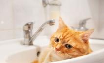 Котика не покупаешь: где сегодня в Днепре не будет воды