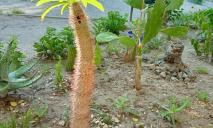 Пальми і кактуси: у Дніпрі у дворі багатоповерхівки висадили тропічний сад