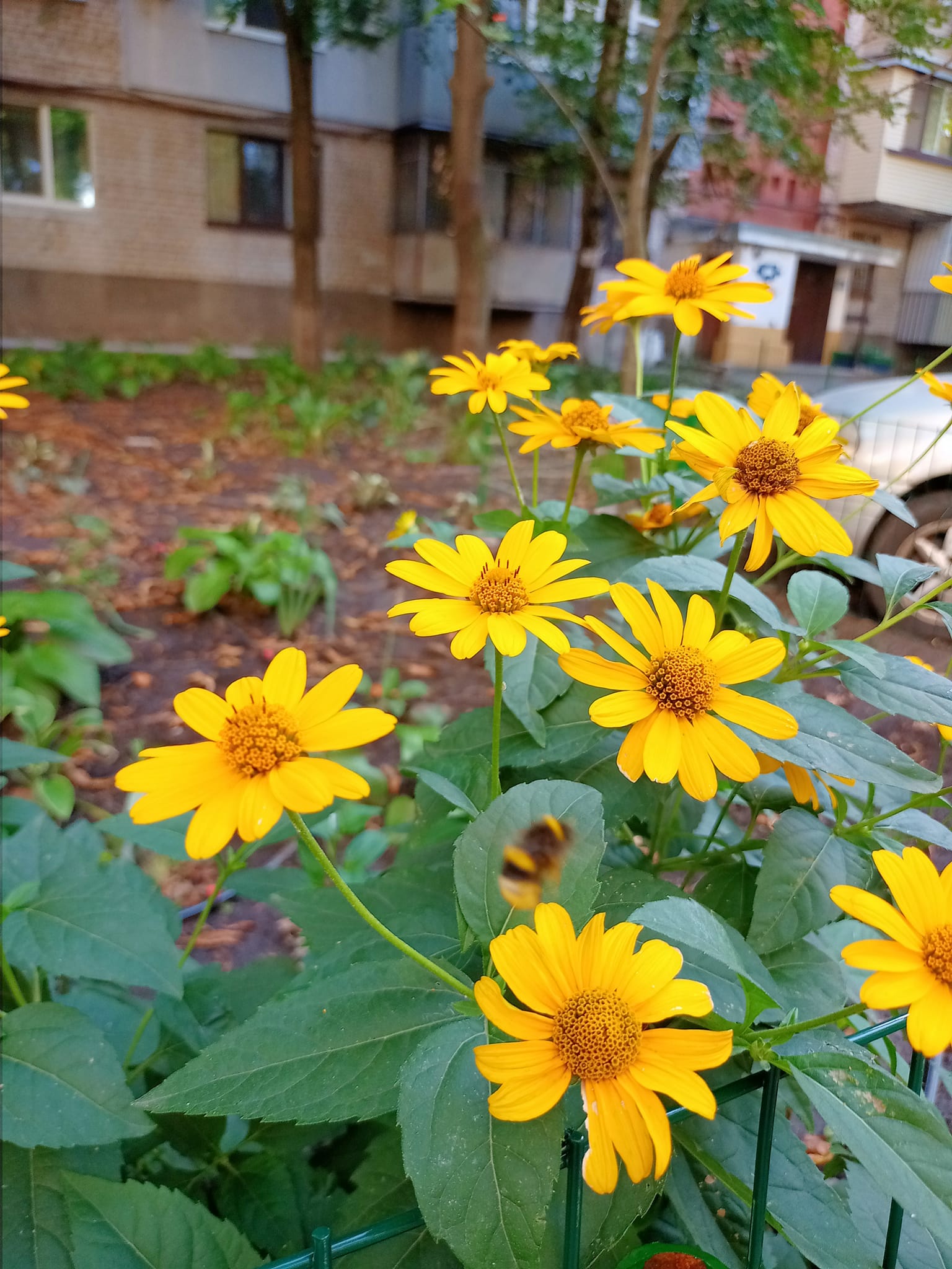 Новости Днепра про В Днепре местные жители создали возле своего дома зеленый оазис