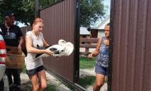 Випав із гнізда: на Дніпропетровщині врятували лелеку