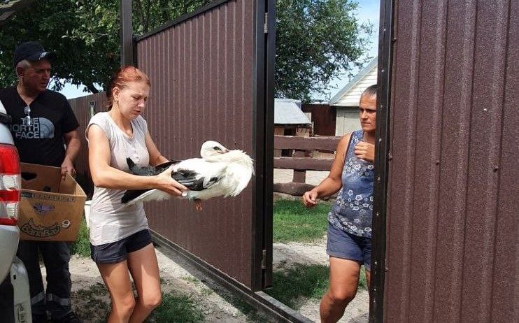 Новости Днепра про Випав із гнізда: на Дніпропетровщині врятували лелеку
