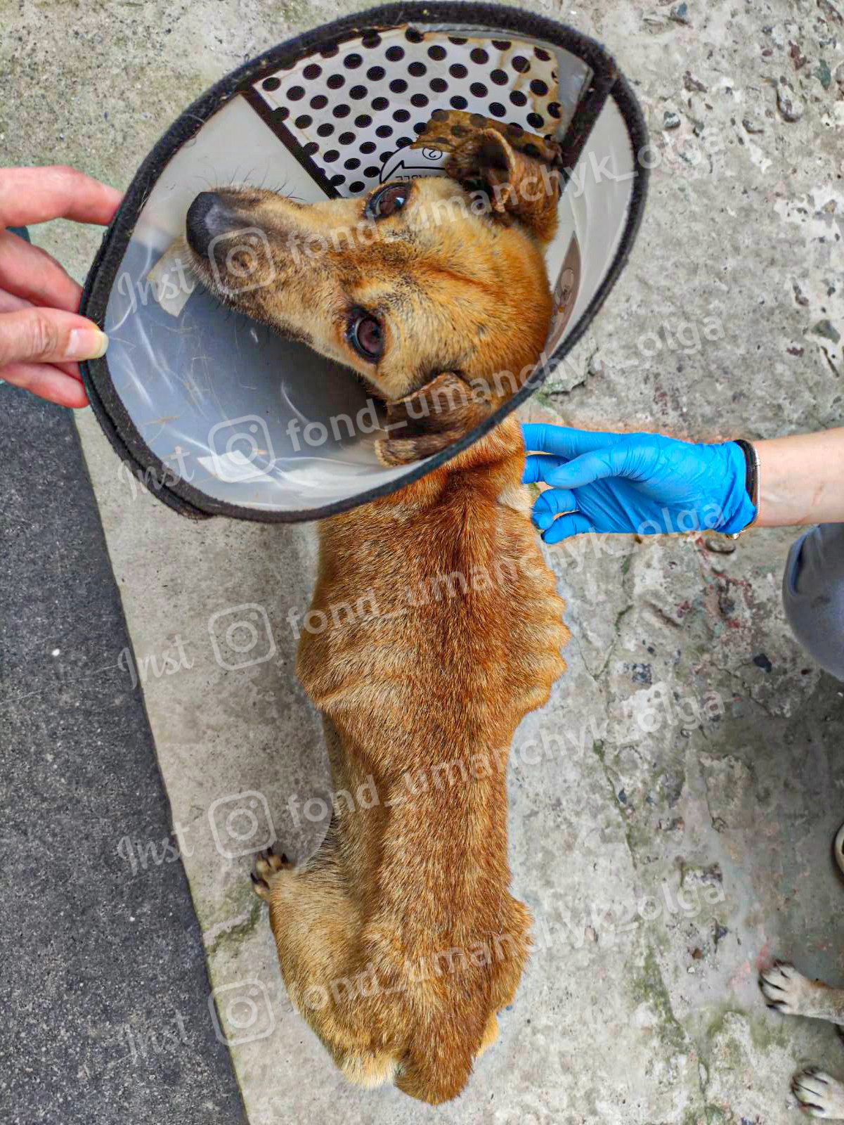 Новости Днепра про У Дніпрі допомоги потребує собачка Рижуля, яка схожа на живий скелет