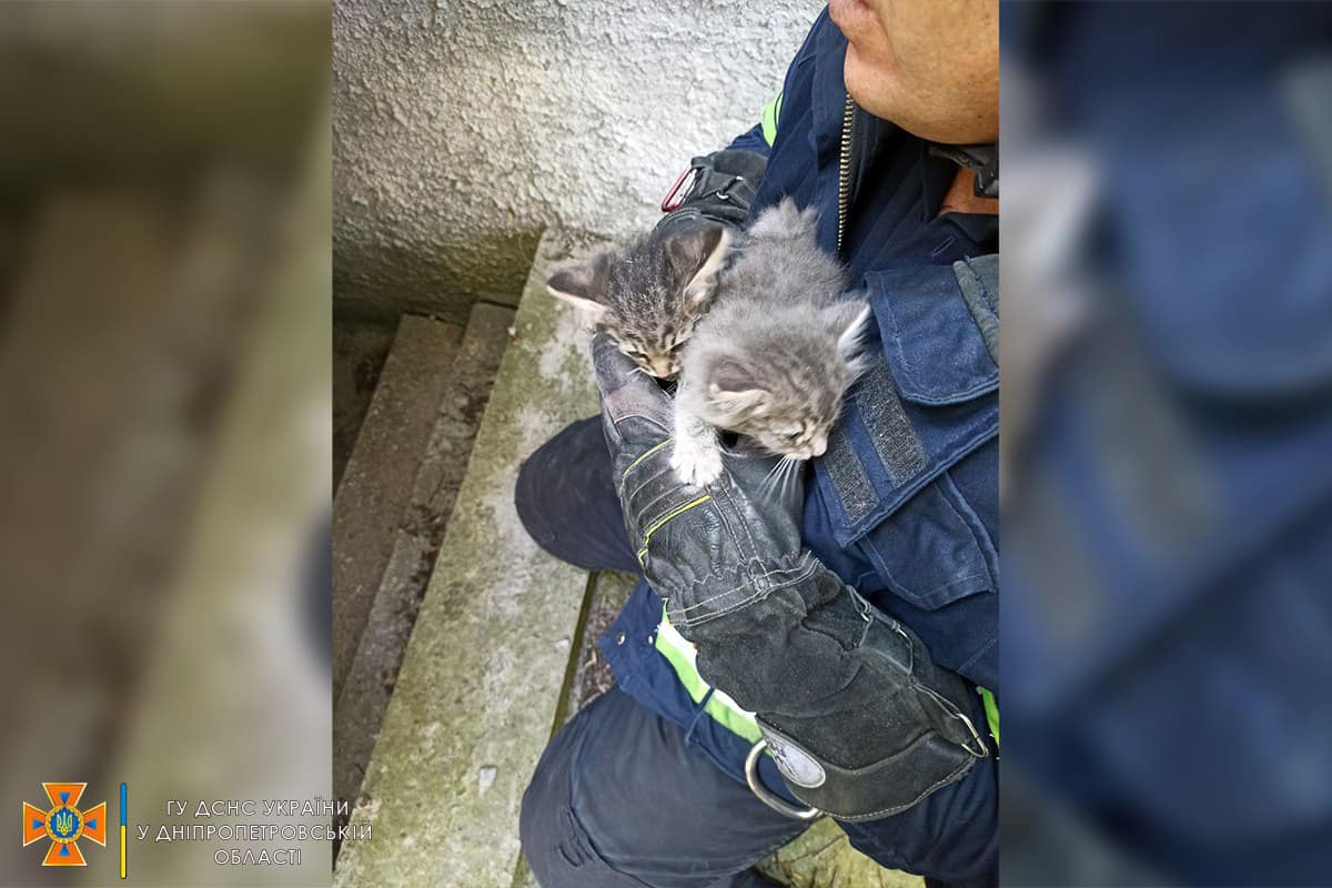 Новости Днепра про В Днепре пожарные спасали котят