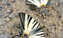 На Дніпропетровщині помітили червонокнижних метеликів (ФОТО)