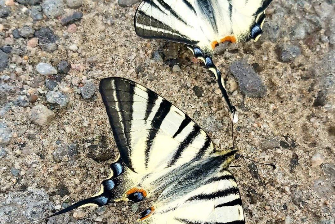 Новости Днепра про На Дніпропетровщині помітили червонокнижних метеликів (ФОТО)