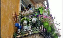 Улітку – квіти та коти, взимку – гірлянди і ялинка: у Дніпрі помітили балкон-сад