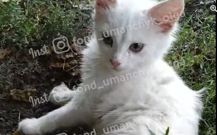 Новости Днепра про Лежал весь в крови и умирал: в Днепре спасают раненого белоснежного котика