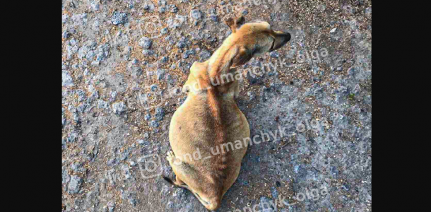В Днепре в помощи нуждается собачка Рыжуля, похожая на живой скелет