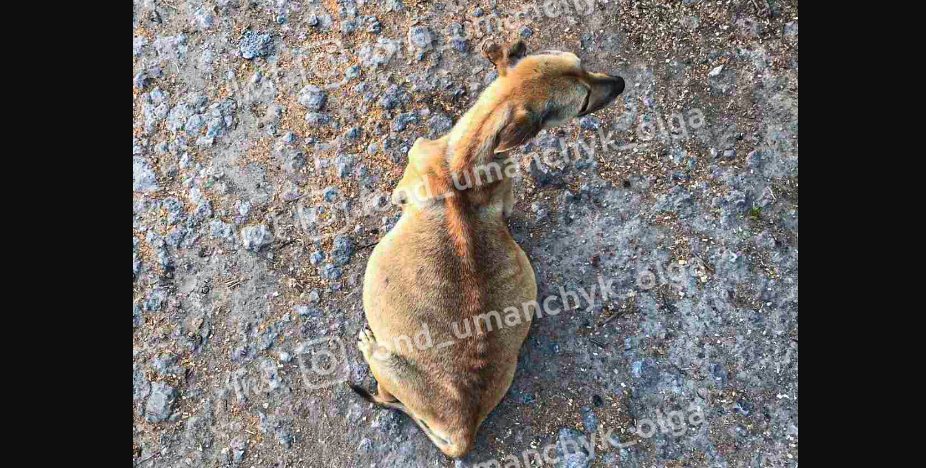 Новости Днепра про В Днепре в помощи нуждается собачка Рыжуля, похожая на живой скелет