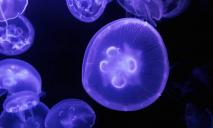 В Днепре горожане выловили мини-медузу (ВИДЕО)