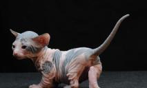 Кіт-гном з короткими лапками: як виглядає кошеня за 70 тис грн на продаж у Дніпрі (ФОТО)