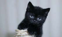 «Магічний» талісман на вдачу: як виглядає чорний кіт за 30 тис грн на продаж у Дніпрі (ФОТО)