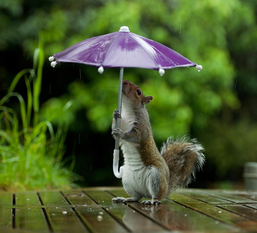Новости Днепра про Погода в Днепре в понедельник, 15 августа: ожидается дождь с грозой