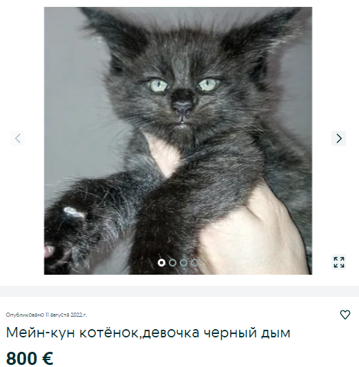 Новости Днепра про «Магічний» талісман на вдачу: як виглядає чорний кіт за 30 тис грн на продаж у Дніпрі (ФОТО)
