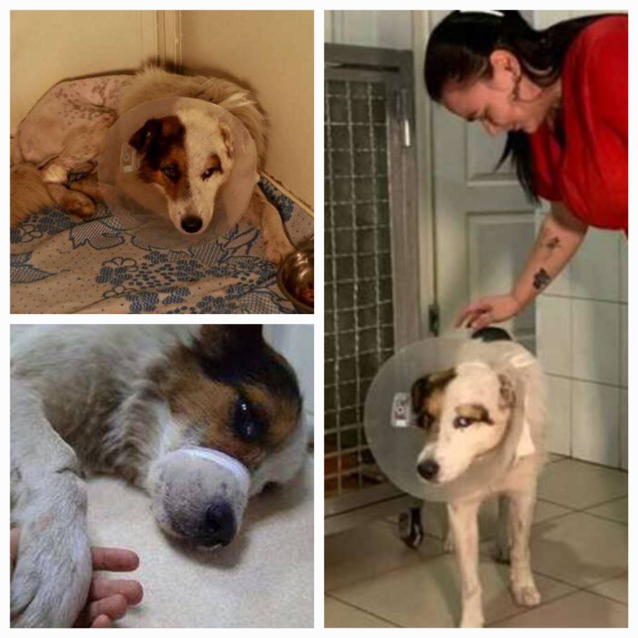 Новости Днепра про В Кривом Роге спасают собаку, которой хозяйка отрезала половой орган
