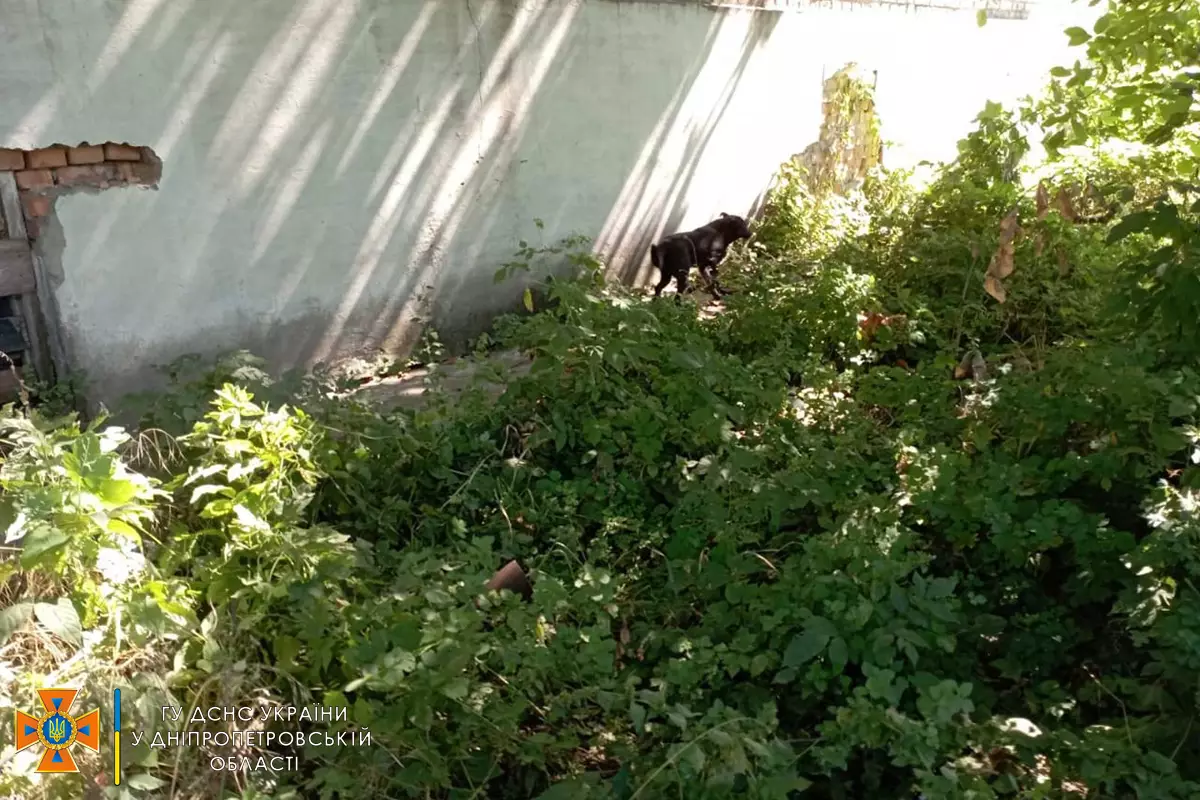 Новости Днепра про На Дніпропетровщині надзвичайники дістали із занедбаного люка собачку