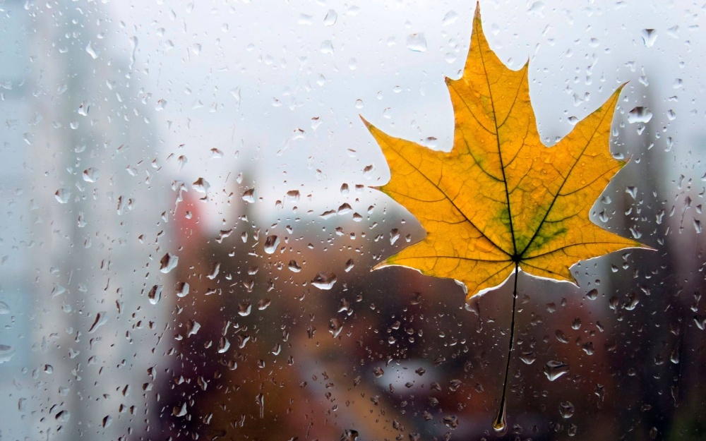 Новости Днепра про Настоящая осень: в субботу днепрян ждет дождливая погода