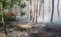 На Дніпропетровщині рятувальники гасили пожежу у лісовому масиві
