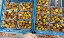Это вам не яблоки и груши: в Днепропетровской области местный житель выращивает инжир