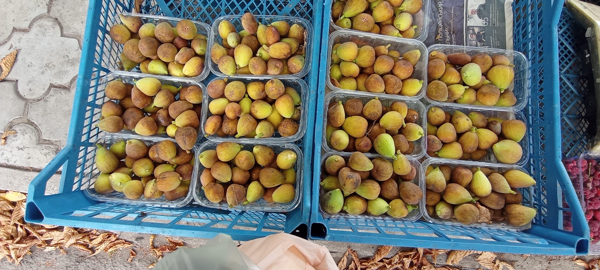 Новости Днепра про Це вам не яблука та груші: на Дніпропетровщині місцевий житель вирощує інжир